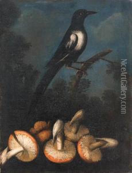 A Magpie Perched On A Branch With Fungi In The Foreground Oil Painting - Paolo Porpora