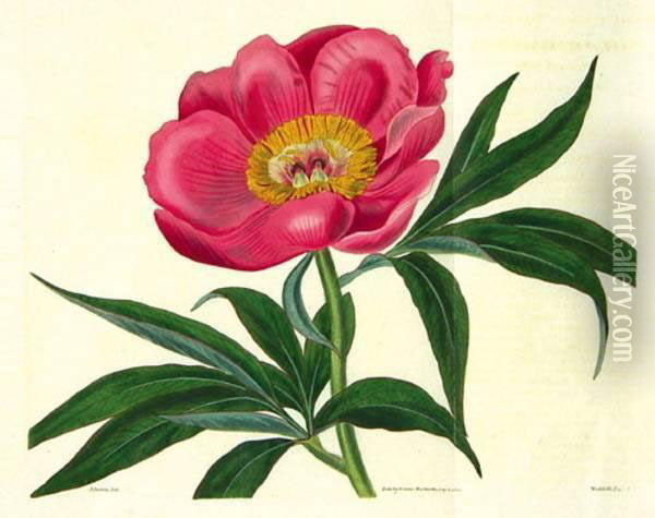 Botanical Magazine Oil Painting - William Curtis