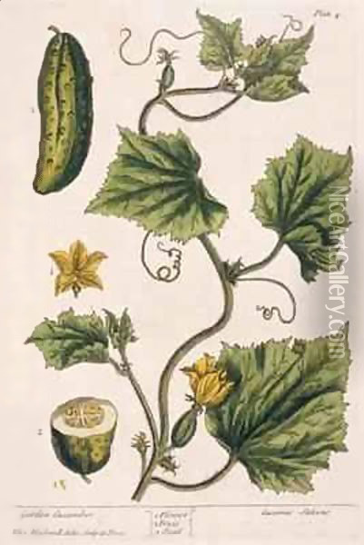 Garden Cucumber, plate 4 from 'A Curious Herbal' Oil Painting - Elizabeth Blackwell