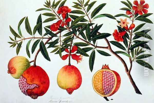 Bua Klitchie or Caesalpinia bonduccella, from 'Drawings of Plants from Malacca', c.1805-18 Oil Painting - Anonymous Artist