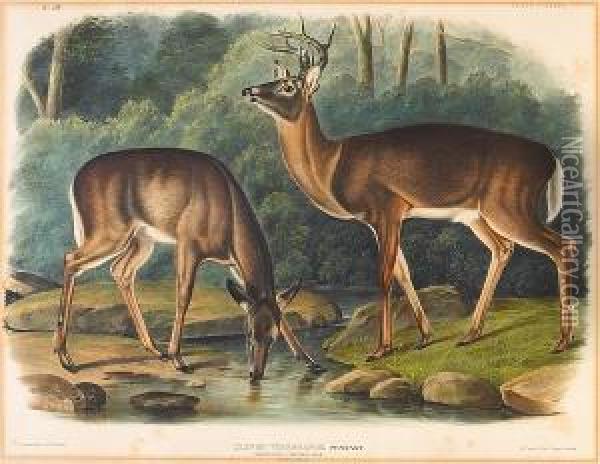 Common Or Virginian Deer. Old Male & Female Oil Painting - John James Audubon
