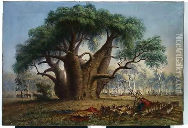 Gouty stem tree, Adansonia Gregorii, 58 feet circumference, near a creek south-east of Stokes Range, Victoria River Oil Painting - Thomas Baines