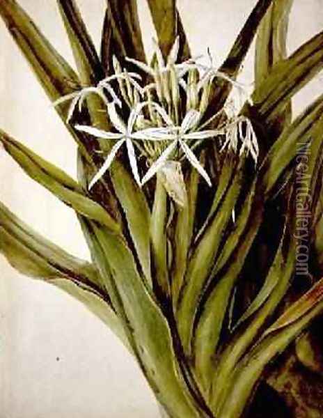 The Murray Lily cirinum pedunculatum Oil Painting - John William Lewin