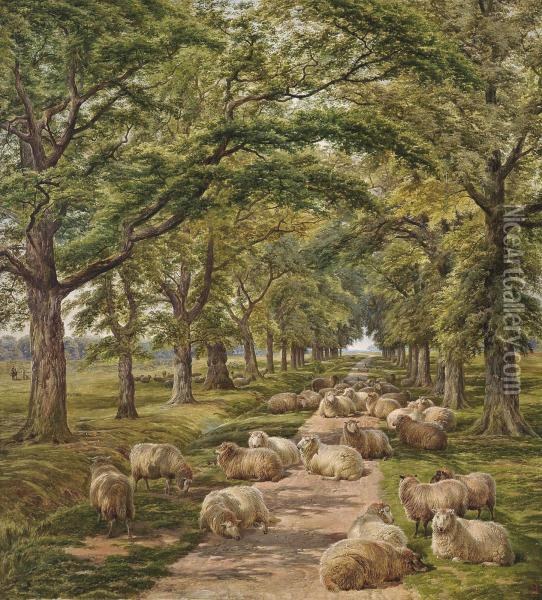 Sheep Resting On A Tree-lined Path Oil Painting - Charles Jones