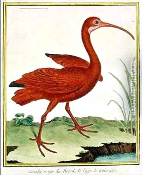 Histoire Naturelle des Oiseaux - Le Courly Rouge Oil Painting - Georges de Buffon
