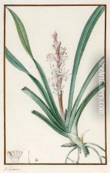 A Botanical Study; And Another Of A Similarsubject Oil Painting - Pancrace Bessa