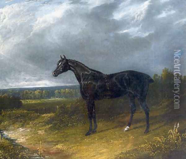 Black Stallion in a Field Horse Oil Painting - John Frederick Herring Snr