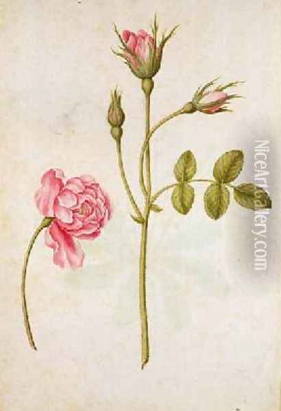 Pink Rose Oil Painting - Jacques (de Morgues) Le Moyne