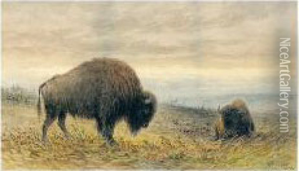 Buffaloes Oil Painting - Frederick Arthur Verner