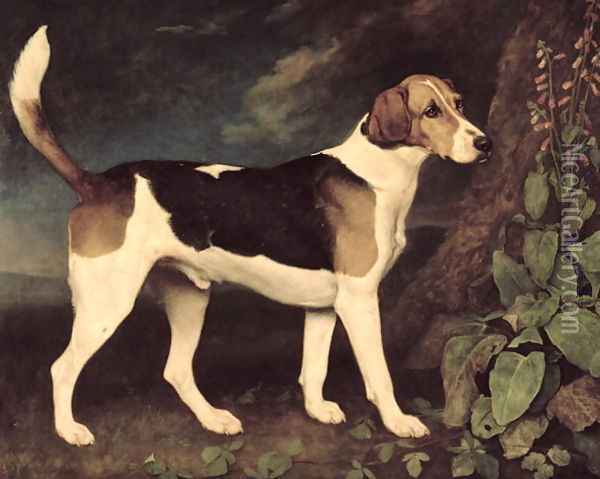 Ringwood, a Brocklesby Foxhound, 1792 Oil Painting - George Stubbs
