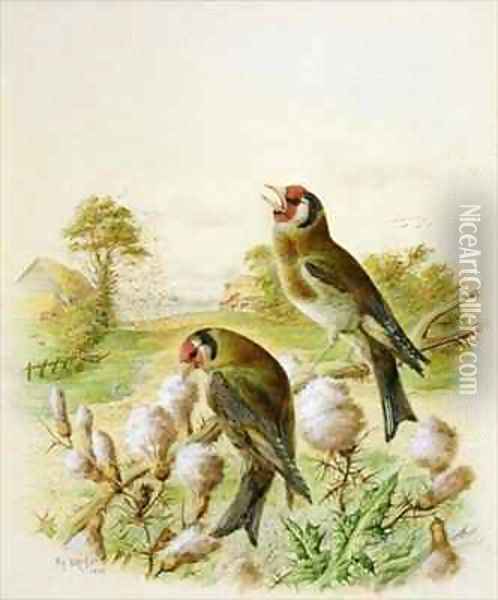Goldfinches on thistles Oil Painting - Harry Bright