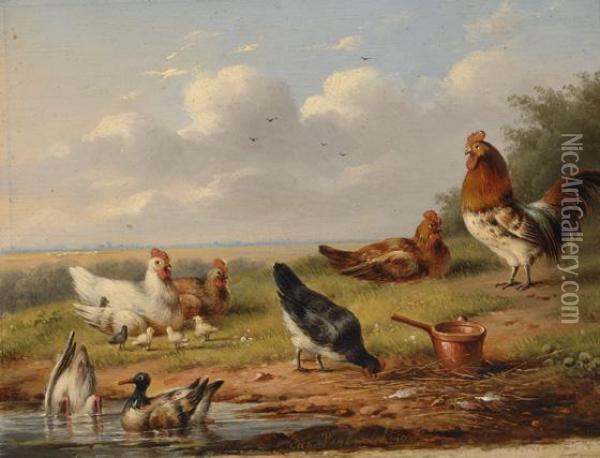 Poultry Oil Painting - Eugene Joseph Verboeckhoven
