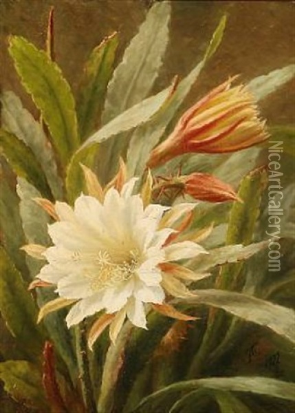 A White Cactus Flower Oil Painting - Anthonie Eleonore (Anthonore) Christensen
