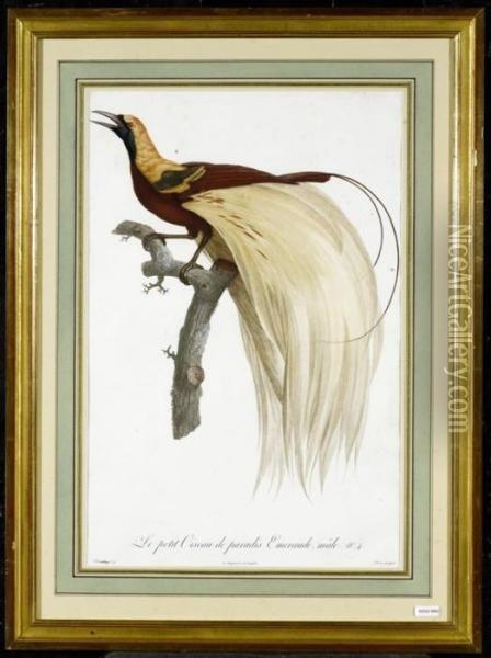 Le Petit Oiseau De Paradis Emeraude Oil Painting - Jacques Barraband