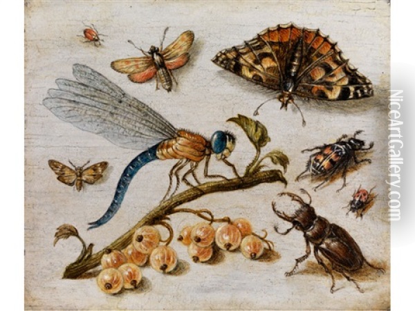 Grosse Libelle Zwischen Hirschkafer, Schmetterling Und Insekten Oil Painting - Jan van Kessel the Elder