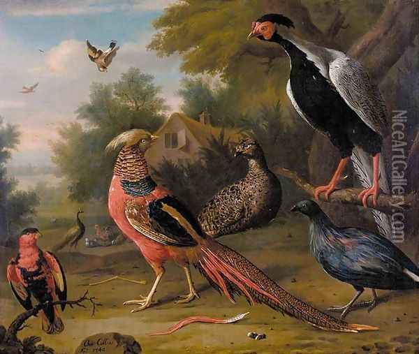 Exotic Pheasants and Other Birds 1740 Oil Painting - Charles Collins