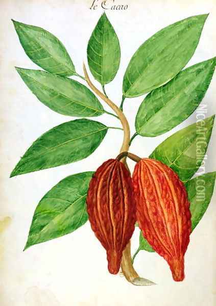 Cacao, from a manuscript on plants and civilization in the Antilles, c.1686 Oil Painting - Charles Plumier