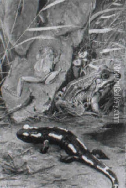 Laubfrosch, Wasserfrosch, Salamander Oil Painting - Wilhelm Friedrich Kuhnert
