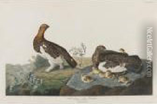 Willow Grous Or Large Ptarmigan (plate Cxci) Oil Painting - John James Audubon