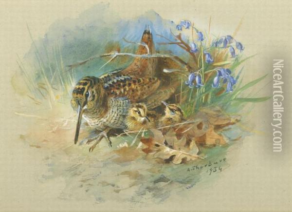 Woodcock And Young Oil Painting - Archibald Thorburn
