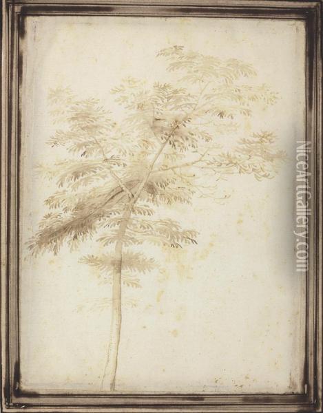 A Study Of A Tree Oil Painting - Fra Bartolommeo della Porta