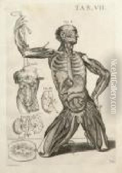 Planche Vii Pour Tabulae Anatomicae Oil Painting - Pietro Da Cortona (Barrettini)