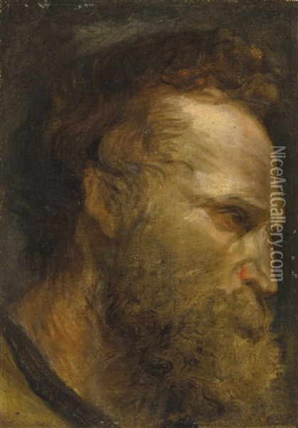Head Study Of A Bearded Man Oil Painting - Anthony Van Dyck