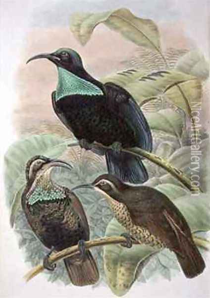 Ptiloris Paradiseus Rifle Bird of Paradise Oil Painting - William M. Hart