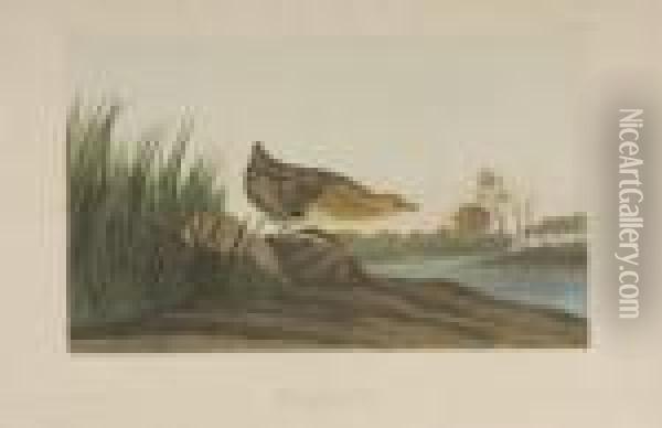 Yellow-breasted Rail Oil Painting - John James Audubon