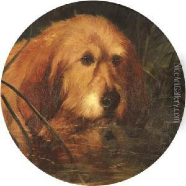 An Otterhound In Reeds Oil Painting - George Earl