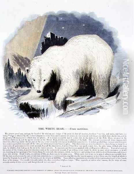 The White Bear (Ursus maritimus) educational illustration pub. by the Society for Promoting Christian Knowledge, 1843 Oil Painting - Josiah Wood Whymper