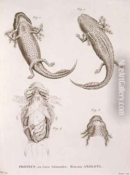 Proteus Salamander Mexican Axolotl Oil Painting - Leurillard