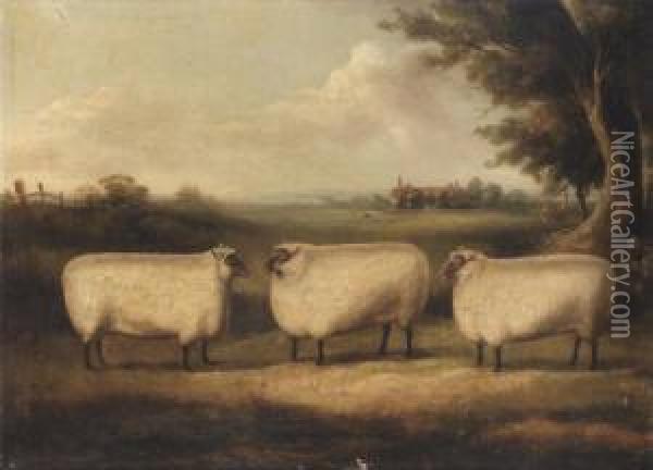 Three Prize Sheep In A Landscape Oil Painting - William Henry Davis
