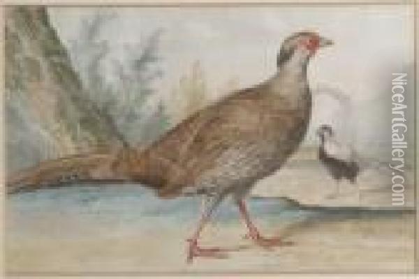 Two Silver Pheasants In A Garden Oil Painting - Aert Schouman
