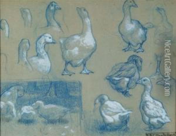 Study Of Geese Oil Painting - Edward Brice Stanley Montefiore