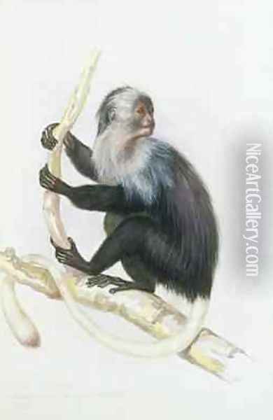 Colobus from The Knowsley Menagerie Oil Painting - Benjamin Waterhouse Hawkins