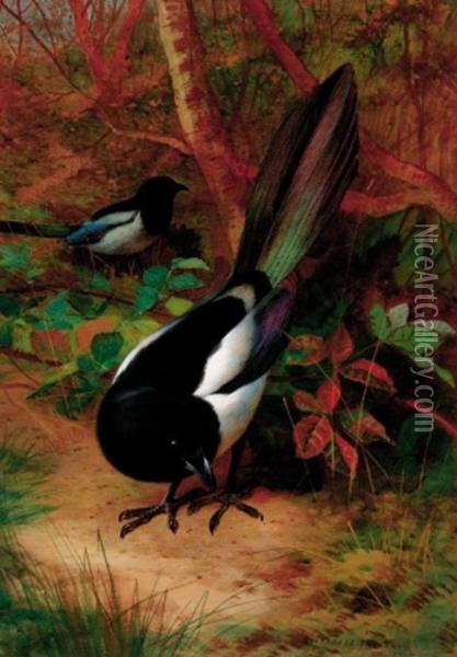 Magpies Oil Painting - Archibald Thorburn