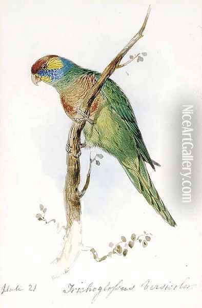 A Great Green Macaw, Macrocercus Militaris, an illustration for Sir William Jardine's The Naturalist's Library Oil Painting - Edward Lear