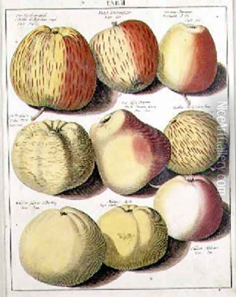 Apples Oil Painting - Knoop, Johannes Hendrik