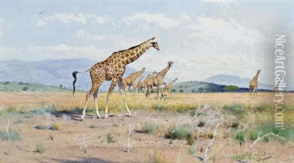 Giraffes Oil Painting - Wilhelm Kuhnert