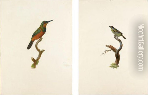 A Green-tailed Jacamar And A Male Red-fronted Timber Barbet Oil Painting - Jacques Barraband