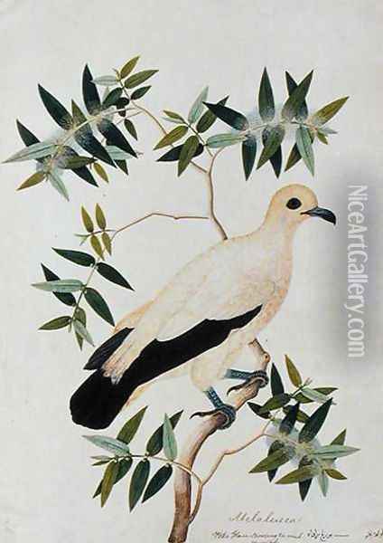 Melabeuca, Poke Glam, Boorong ra-ooah ra-ooah, from 'Drawings of Birds from Malacca', c.1805-18 Oil Painting - Anonymous Artist