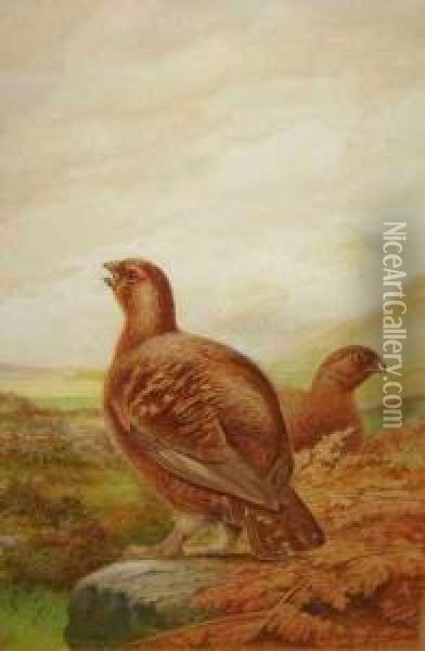 Red Grouse On Moorland Oil Painting - George James Rankin