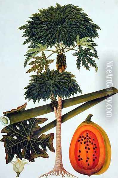 Papaya, The Papau or Caica Papaya, from 'Drawings of Plants from Malacca', c.1805-18 Oil Painting - Anonymous Artist