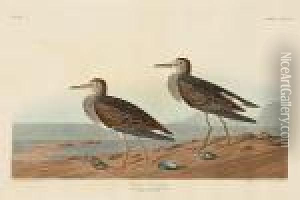 Pectoral Sandpiper. Tringa Pectoralis. (pl.ccxciv) Oil Painting - John James Audubon