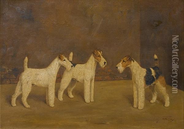 Three Wire-haired Fox Terriers Oil Painting - William Lucas