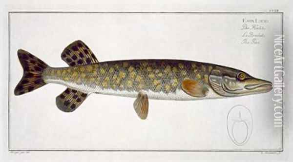 Pike Esox Lucio Oil Painting - Andreas-Ludwig Kruger