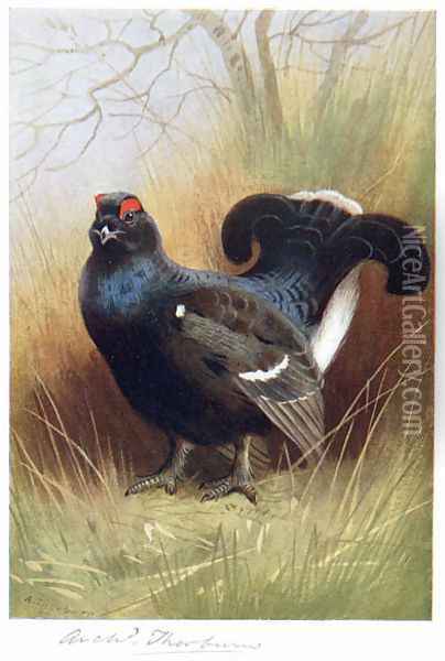 Blackcock Oil Painting - Archibald Thorburn