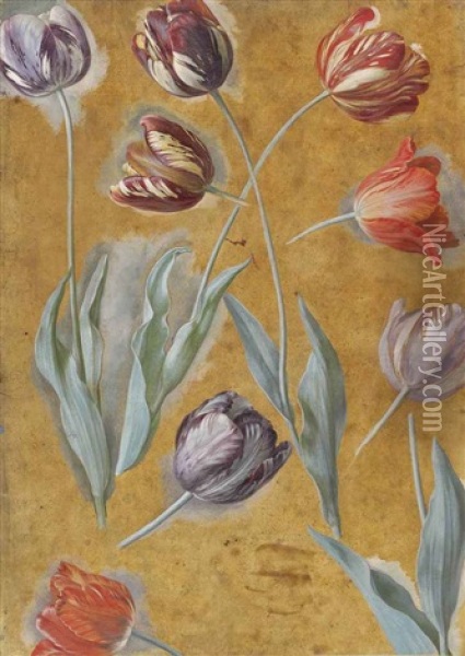Study Of Tulips Oil Painting - Alexandre Francois Desportes