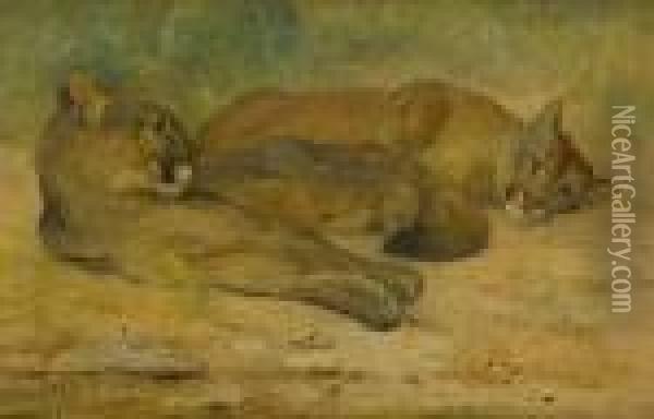 Lion And Lioness At Rest Oil Painting - Cuthbert Edmund Swan